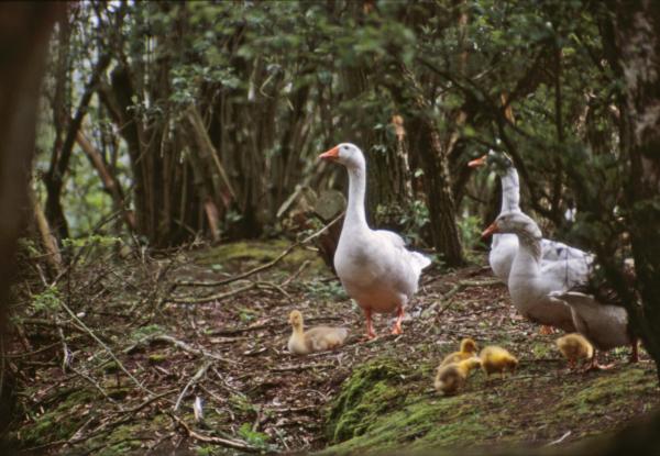 Family of ducks