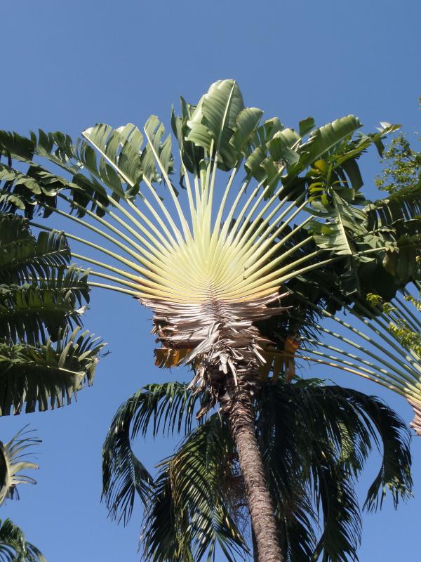 Fan Palm