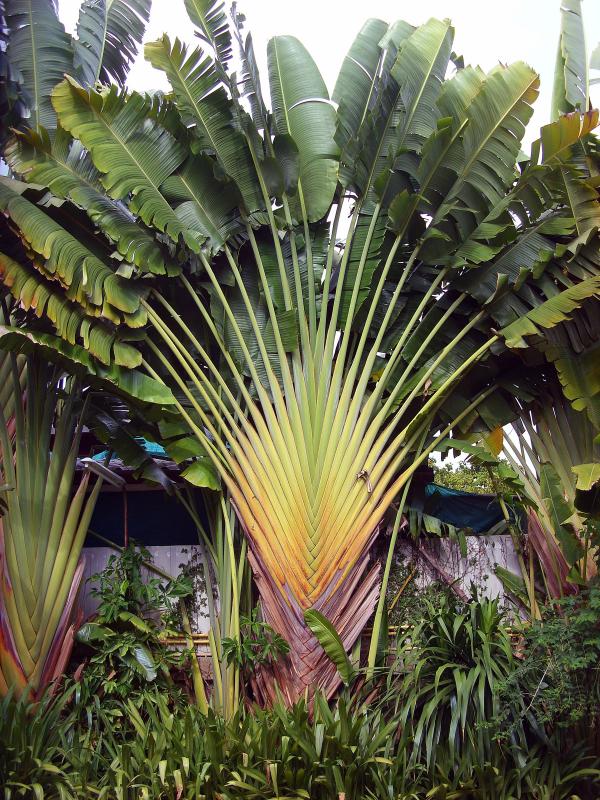 Fan palm