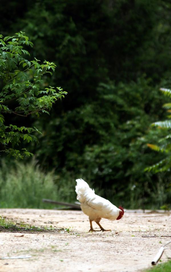 Farm street with a rooster