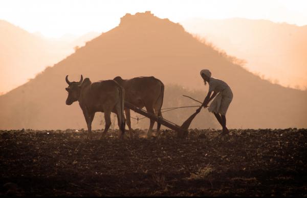 Farmer at work