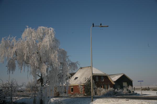 Farmhous aalscholvers
