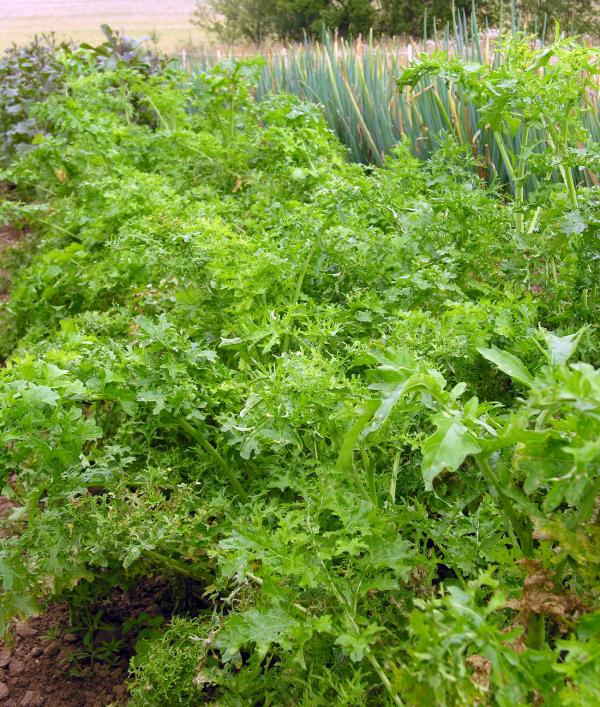 Feathergreen