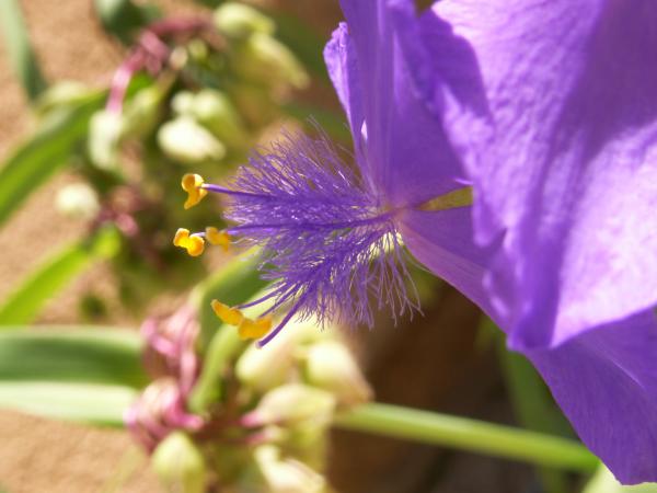 Feathery Blue Flower