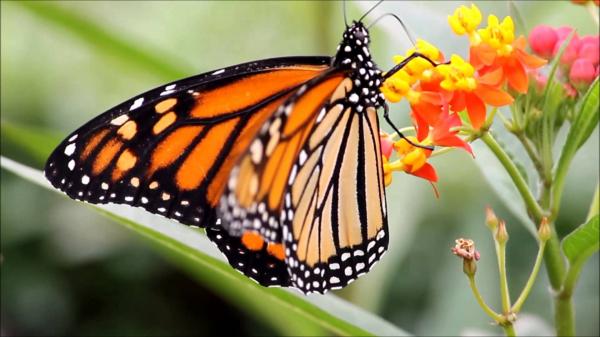 Feeding Butterfly