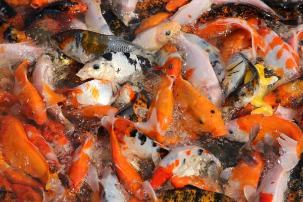 Koi frenzy