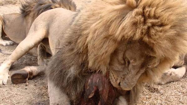 Feeding Lion