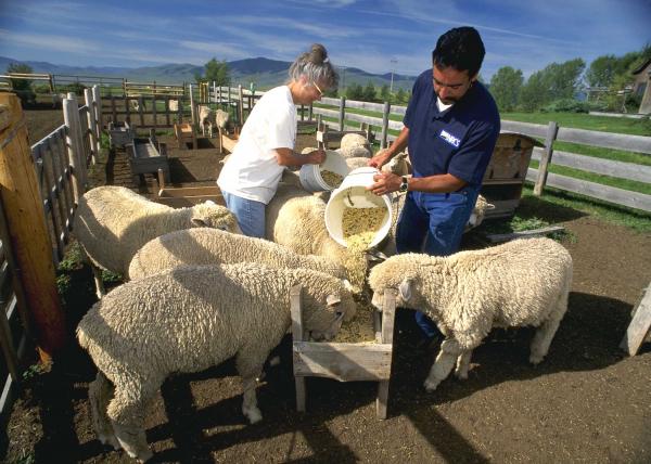 Sheep feeding