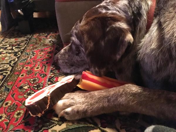 Felix Relaxing With Howard's Dog's Toys