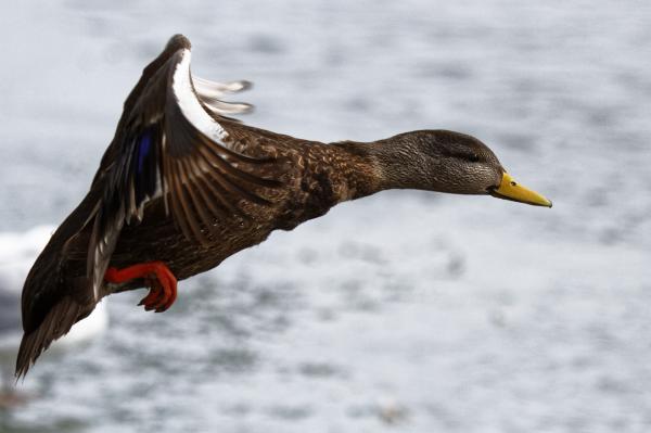Female mallard duck in flight