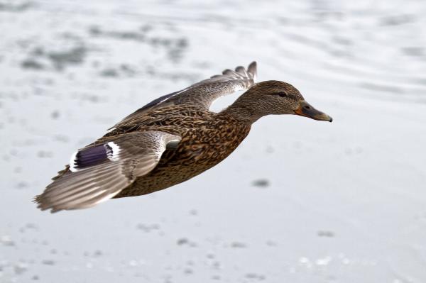 Female mallard duck in flight