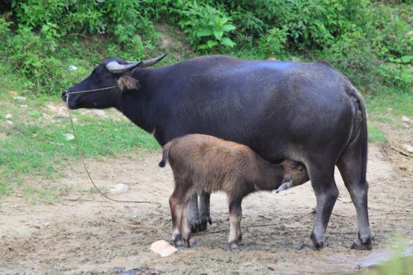 Female Water Buffalo