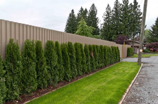 Fence with plants