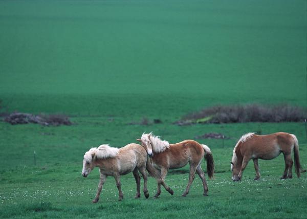 Feral Horses