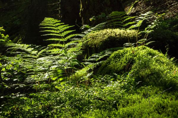 Ferns and mosses in Gullmarsskogen ravine
