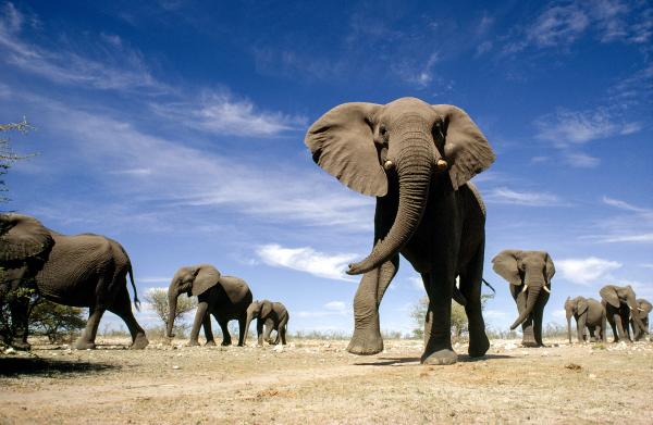 Ferocious Indian Elephant