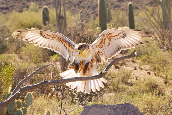 Ferruginous Hawk