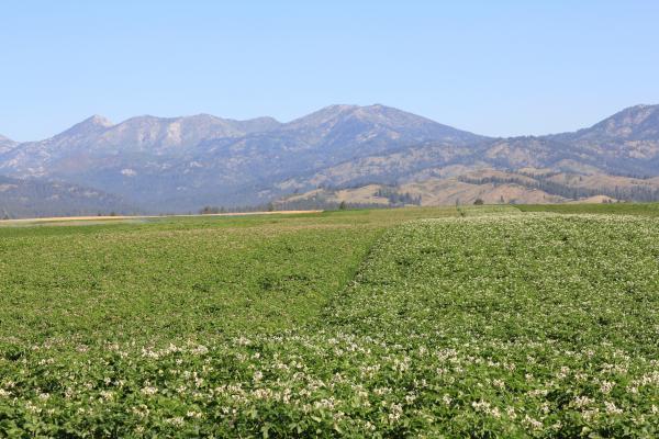 Field