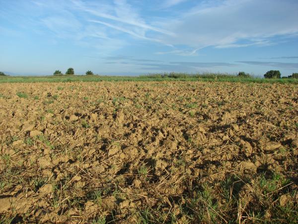 Field