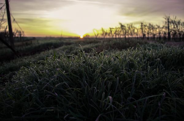 Field