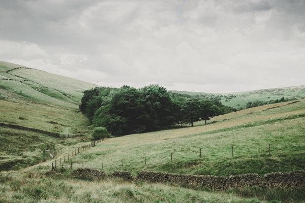 Field
