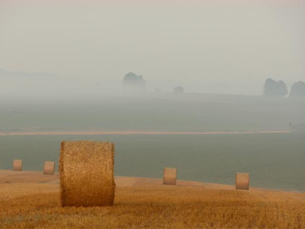 Field