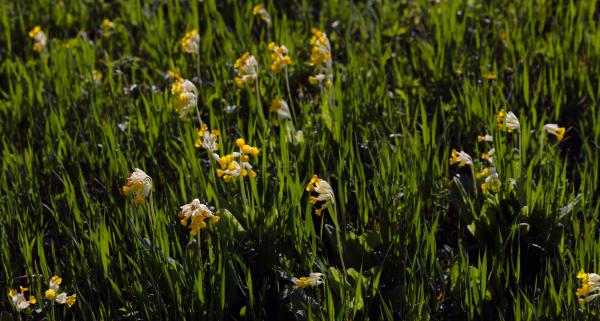 field