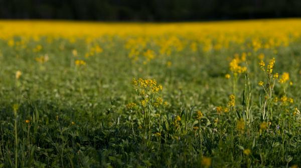 field