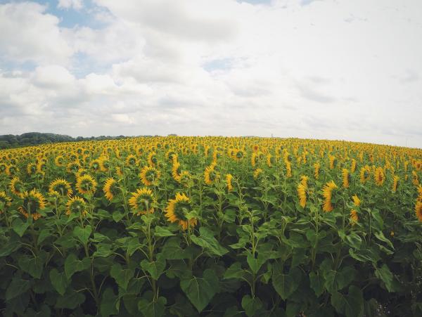 Field