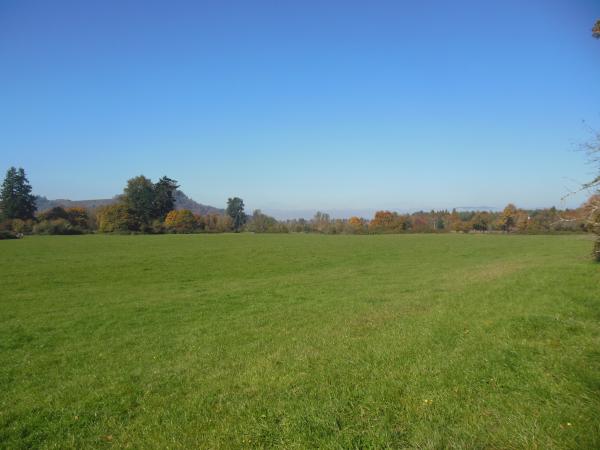 Grass Field