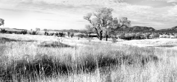 Field Beside Trees during Daytime