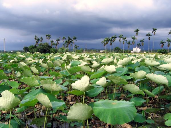 Field of Lotus Flowers