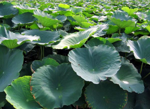 Field of Lotus Flowers