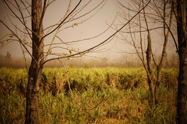 Field of Tall Grass