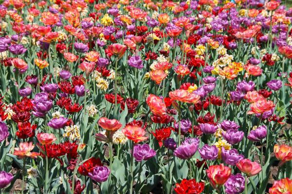 Field of Tulips