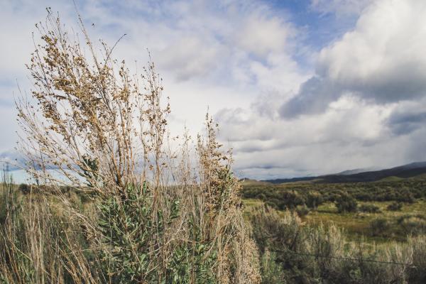 Field plants with sky and hills background