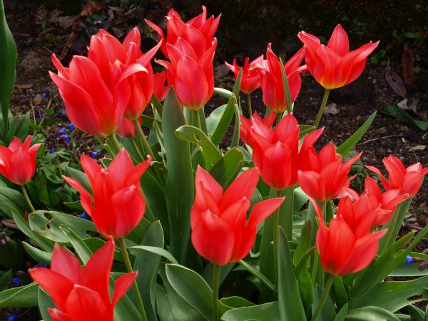 Fiery red tulips