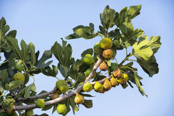 Fig tree branch