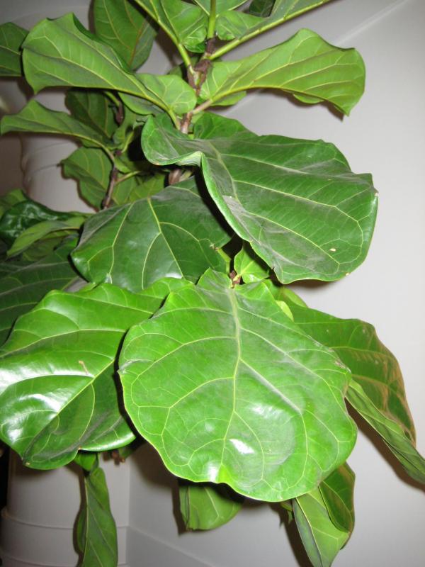 Green Plant