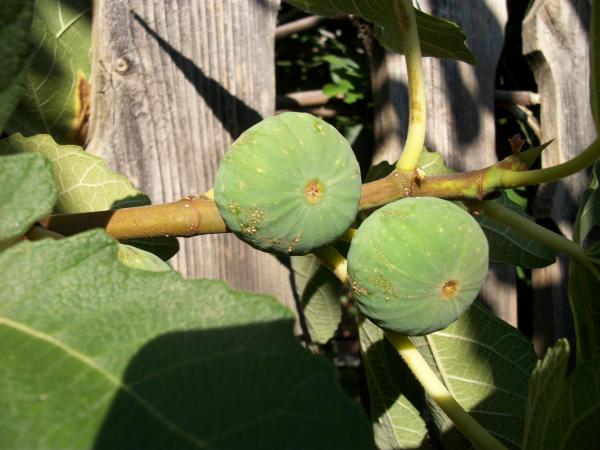 Figs