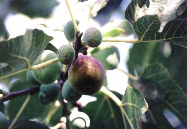Figs