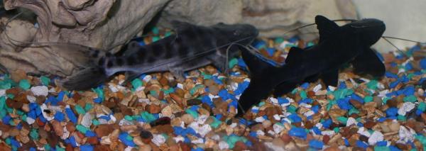 Fila and Juru catfish