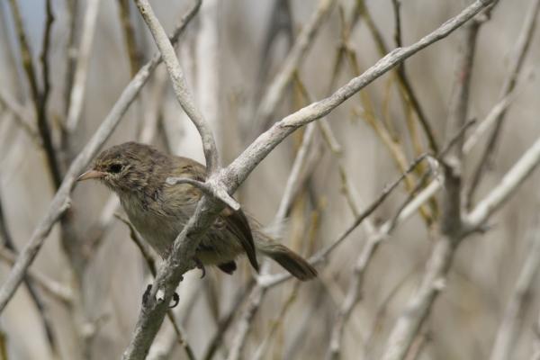 Finch on Twig