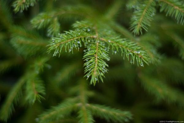 Fir branch