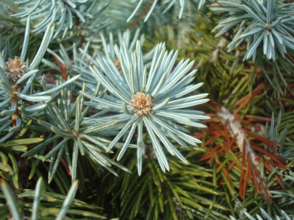 Fir cones close-up