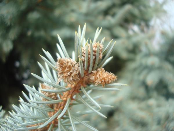 Fir cones close-up