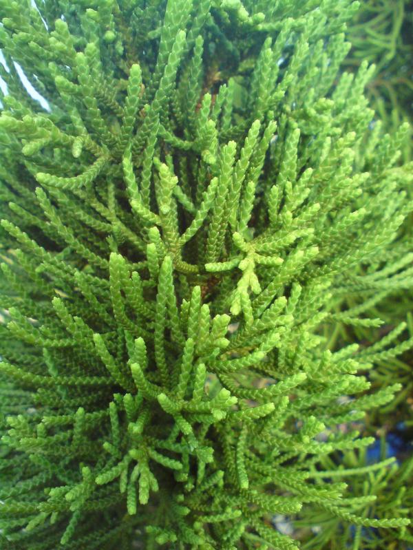 Fir tree