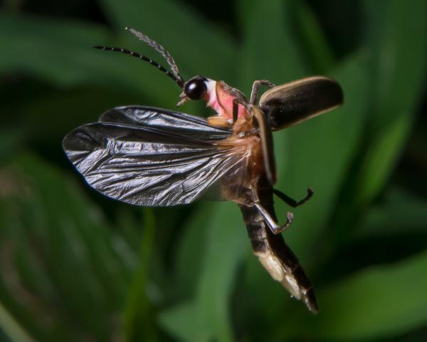 Firefly closeup