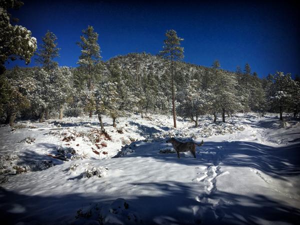 First On The Trails