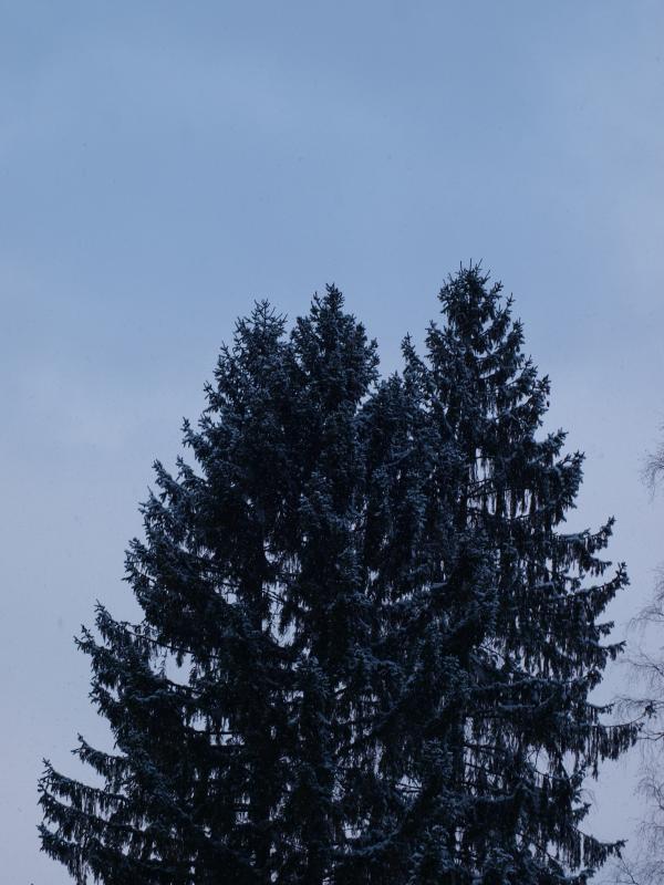 First snow